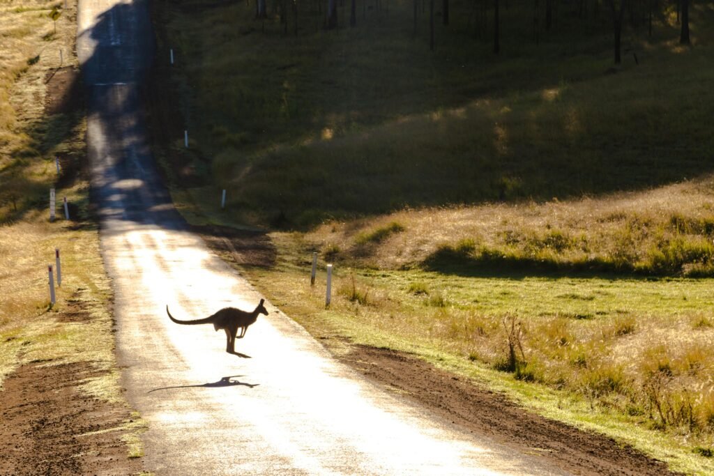 Australian Kangaroo hopping over a road